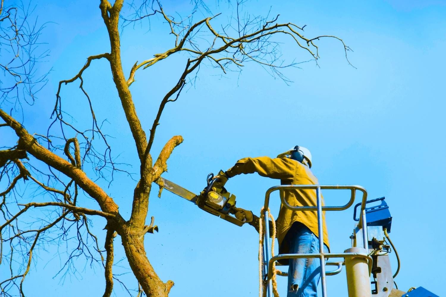 A Tree Removal Marietta crew member at work on a job near Marietta, Cobb County