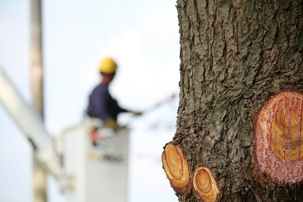 A bucket truck raised beside a tree during a removal