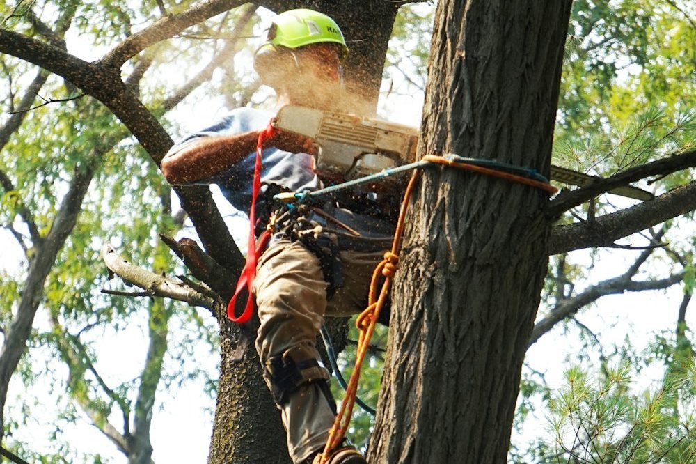 A climber roped into the canopy of a large oak