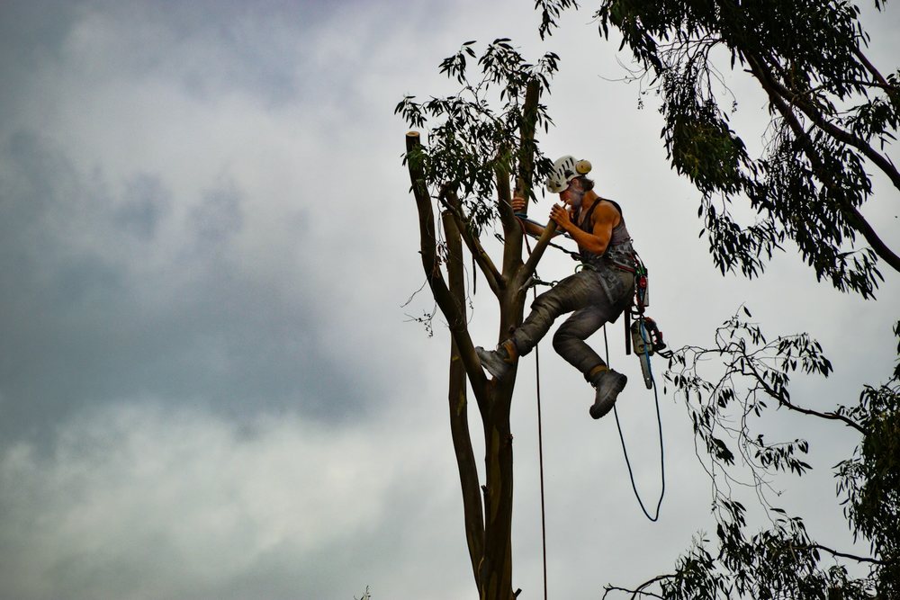 A climber roped into a tree pruning a limb with a handsaw