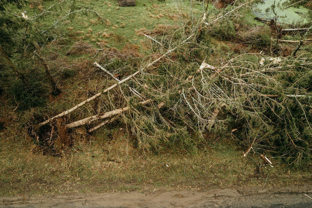 A fallen tree lying across a residential yard after a storm