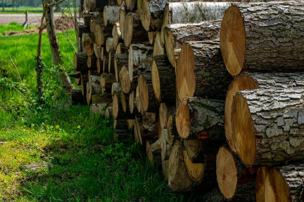 A felled trunk cut into sections on a lawn