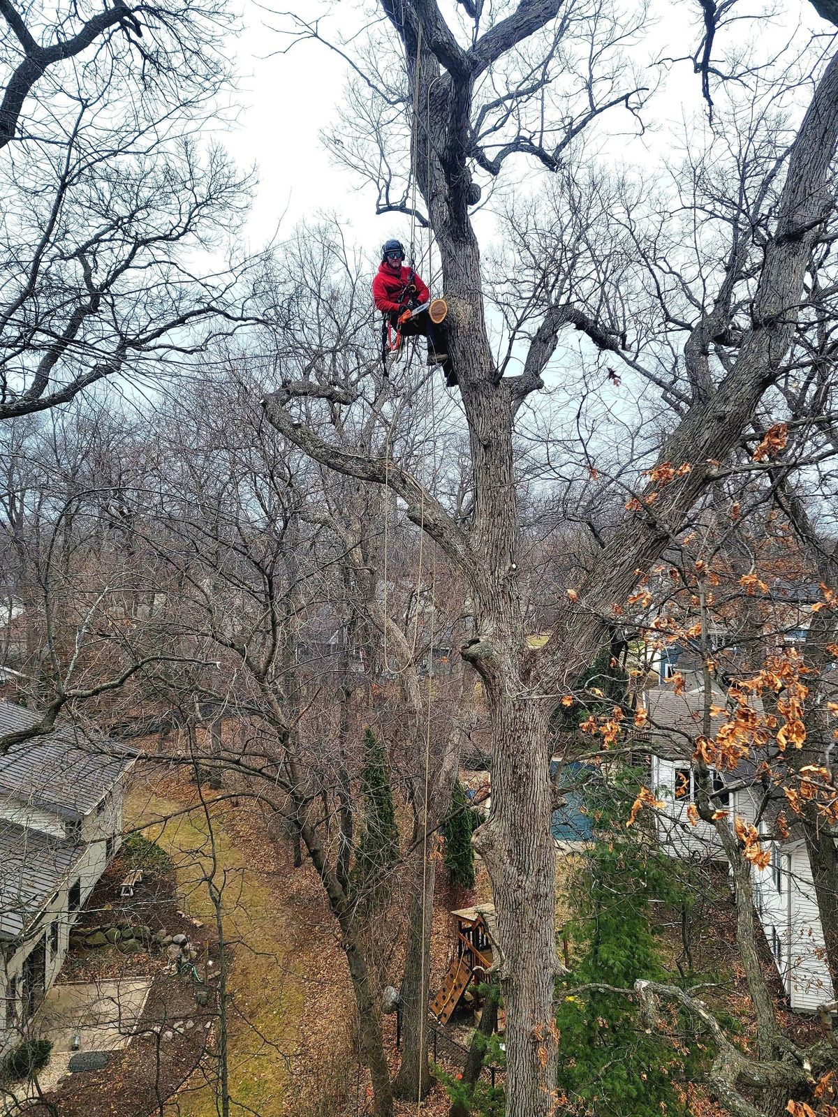 A Tree Removal Marietta crew member climbing high into a tree to begin a removal
