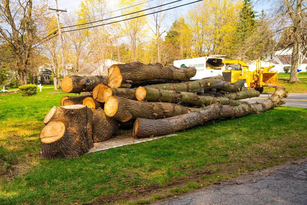 A large section of trunk after a completed cut, ready for haul-away