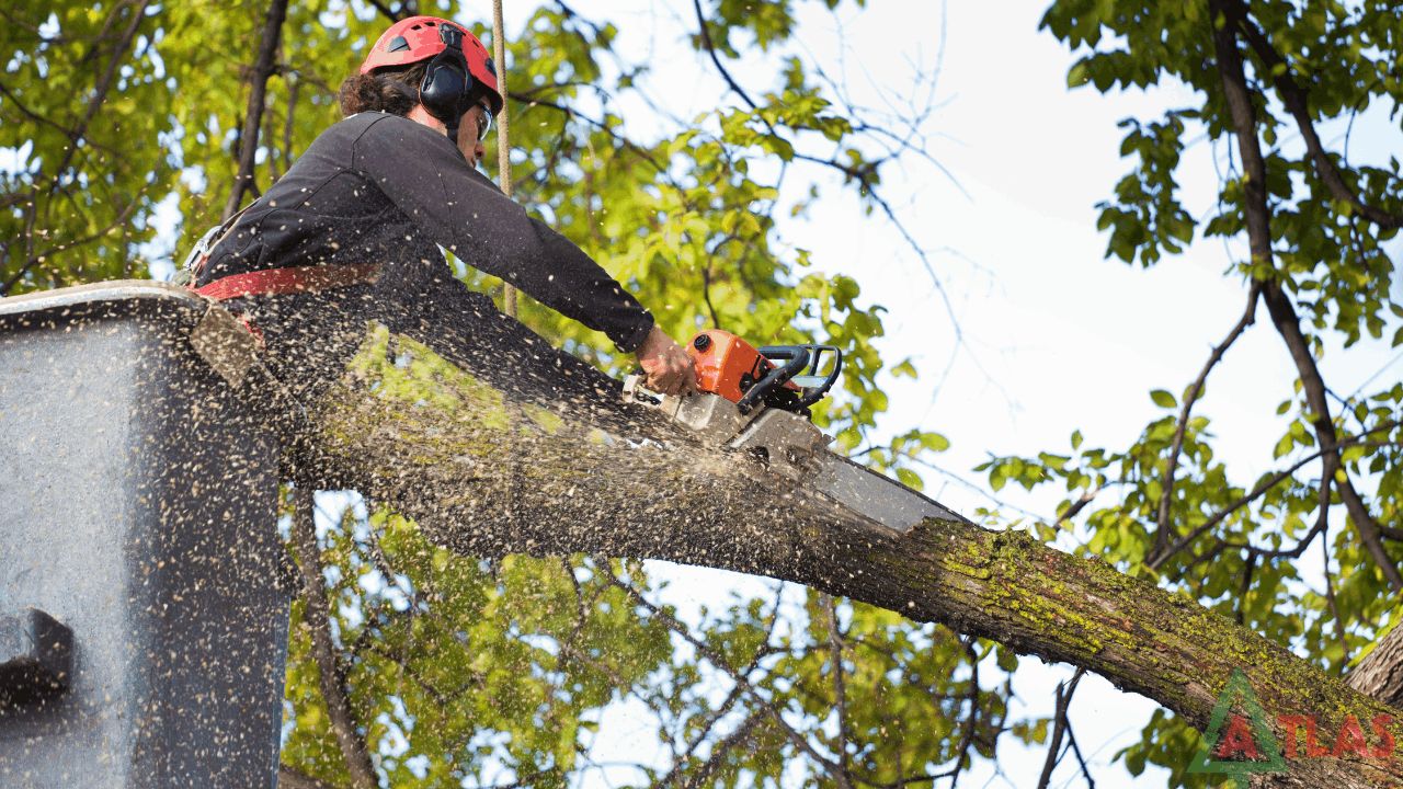 Our crew carefully lowering a large limb during a tree removal