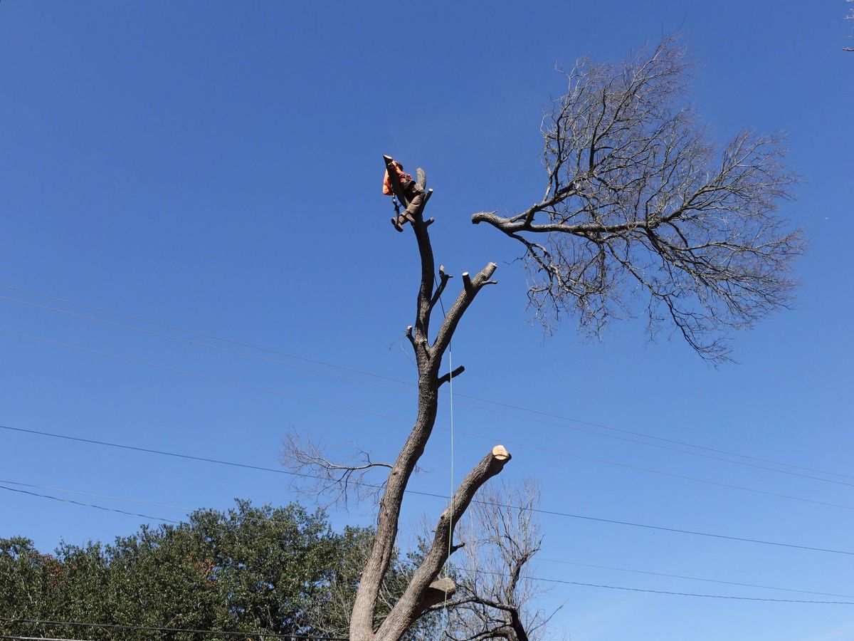 Tree Removal Marietta crew performing a removal for a job near Acworth, GA