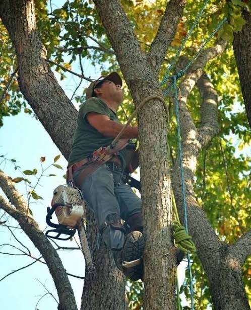 Tree Removal Marietta crew performing a removal for a job near Austell, GA