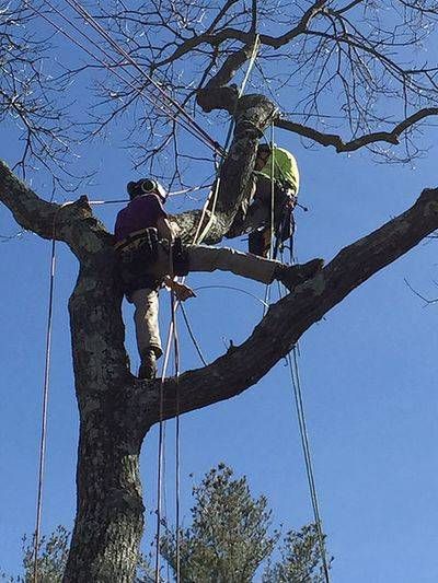 Tree Removal Marietta crew performing a removal for a job near Cumberland, GA