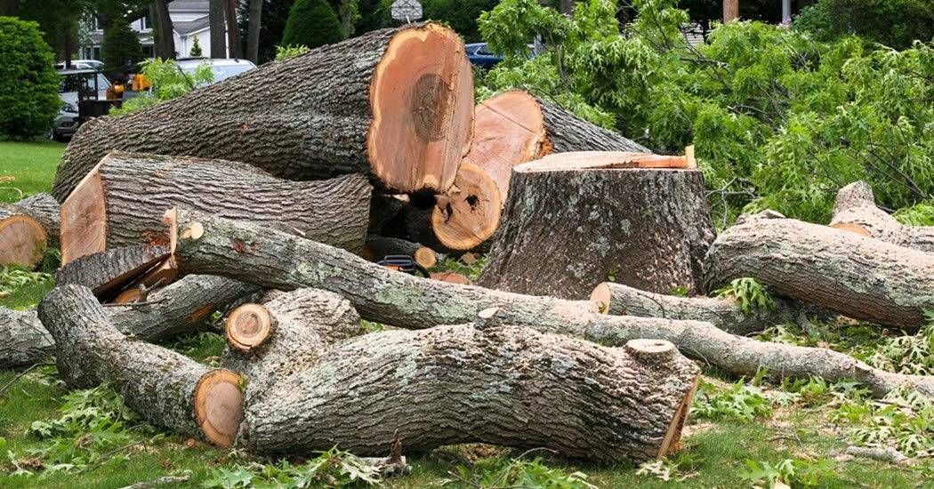 Tree Removal Marietta crew performing a removal for a job near East Cobb, GA
