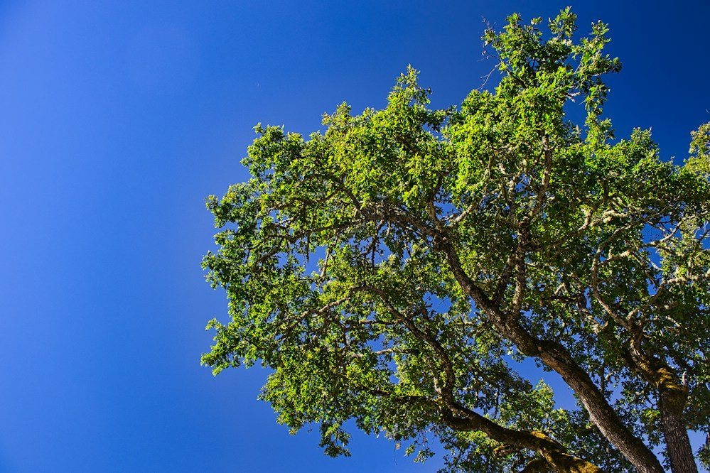 A freshly pruned tree canopy with the deadwood removed