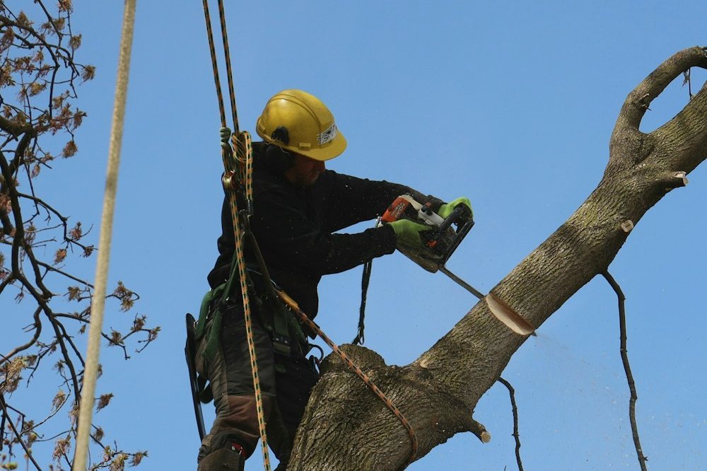 A climber on rigging lines sectioning a trunk during a tree removal