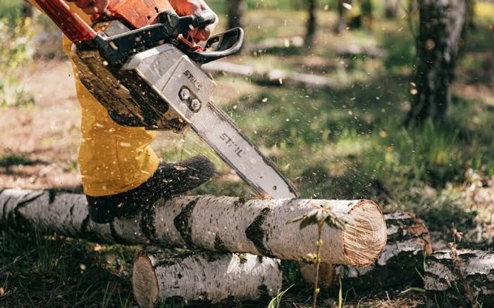 Close-up of a chainsaw cutting through a trunk during a tree removal