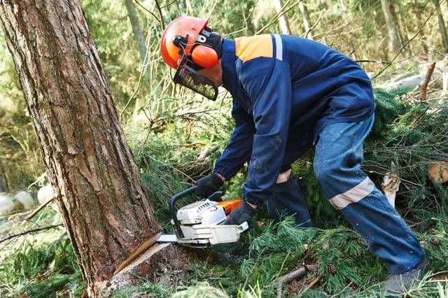 A large trunk being sectioned during a tree removal job