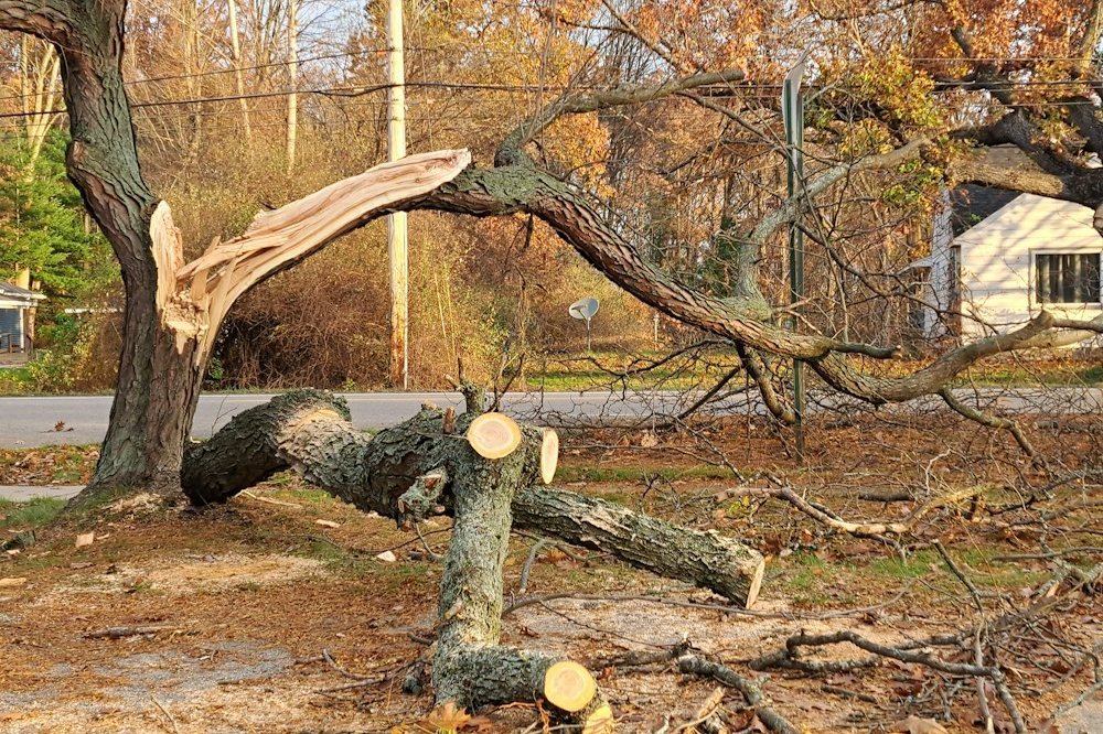 A storm-damaged oak with a split limb hanging from the crown