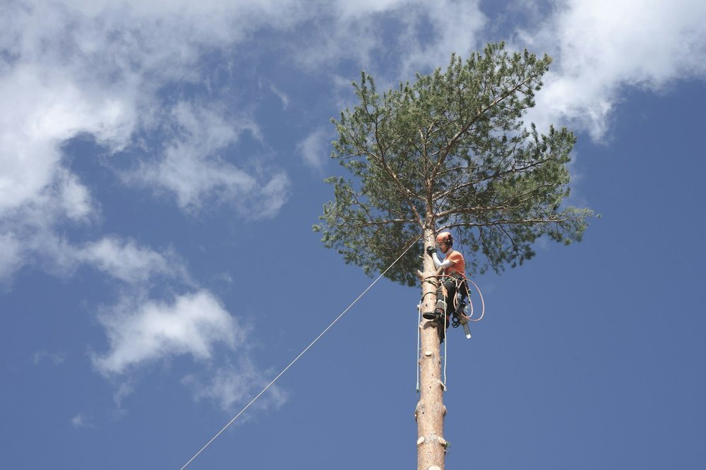 A tall pine being taken down in sections against the sky