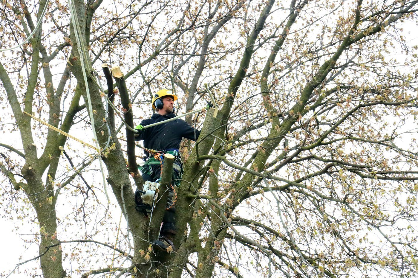A worker trimming a limb with a pole saw from below the canopy