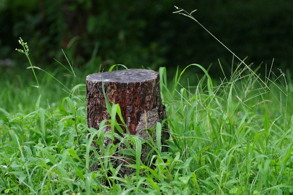 An old weathered stump sitting in a mowed lawn, before grinding
